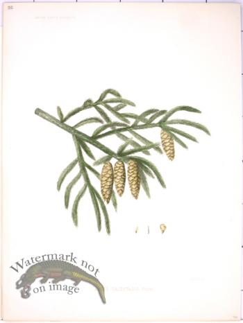 Lawson Pine Cone 28